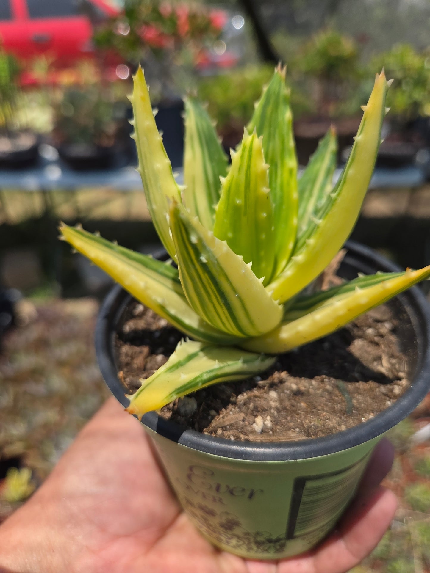 Aloe Nobilis Variegated (4" pot) succulent plant