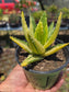 Aloe Nobilis Variegated (4" pot) succulent plant