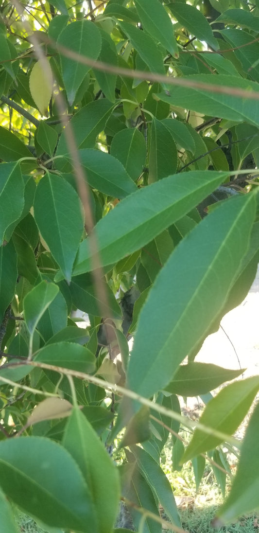 Guava Leaves (qty:100)              100 Hojas de Guayaba