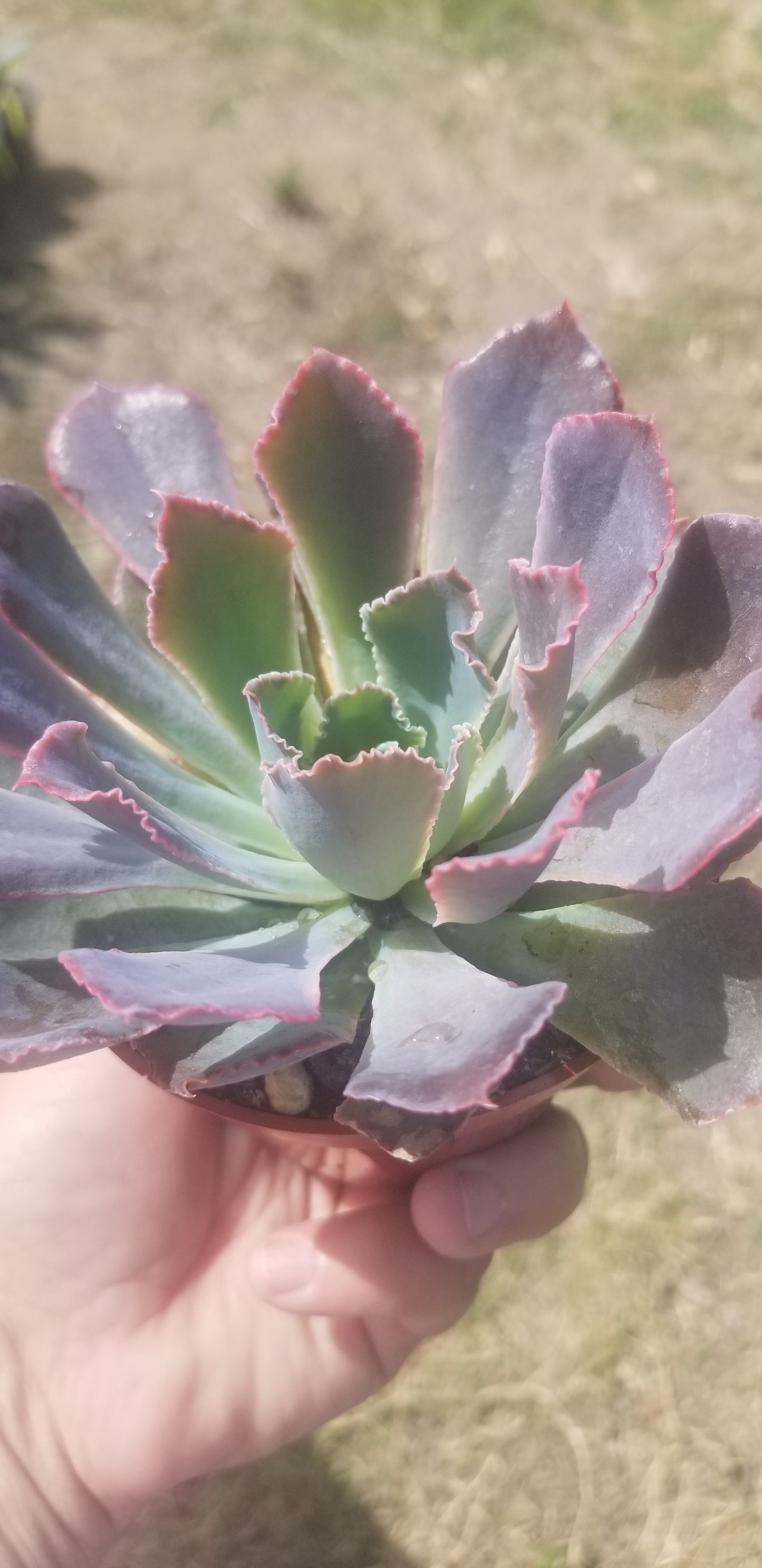 4" Echeveria Neon Breakers