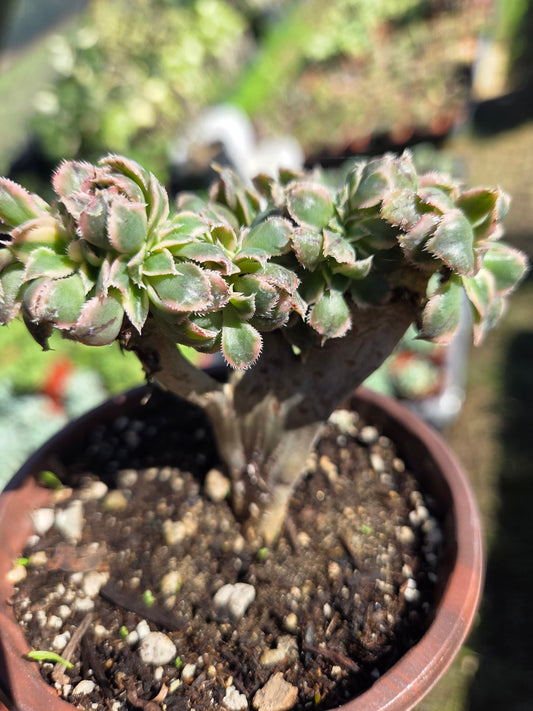 Aeonium Sunburst Crested (4" pot) Succulent Plant