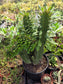 Euphorbia Royleana Crested (3 Gal. Pot)