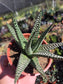 Gasteria Okabanga (4" Pot) Succulent Plant