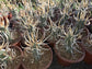 Paper Spine Cactus "Tephrocactus Articulatus" (4" pot)