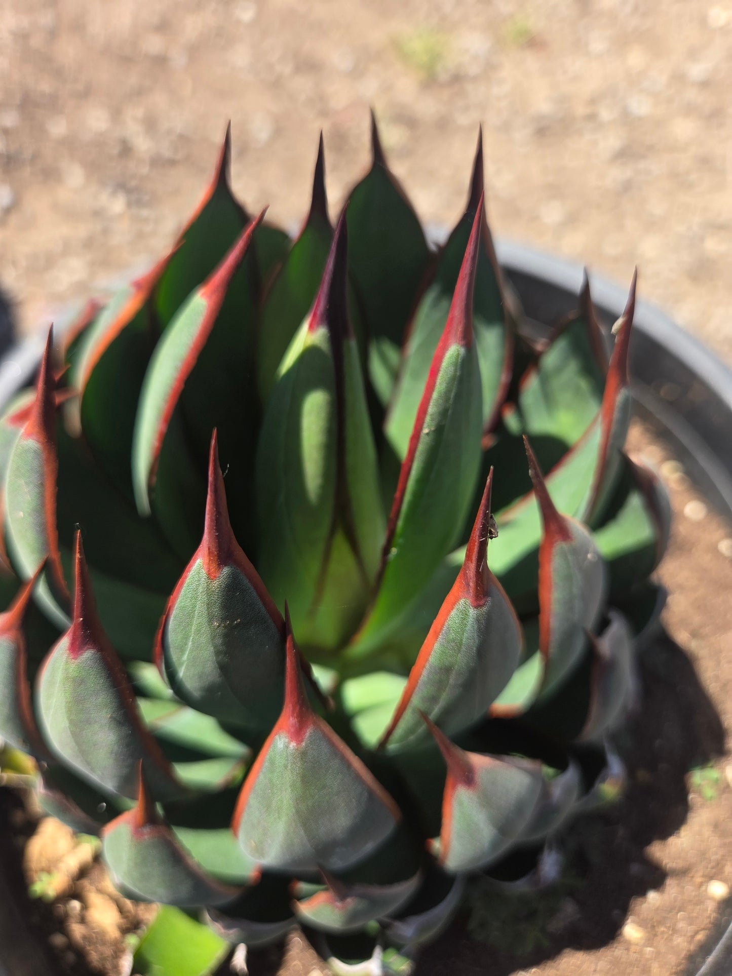 Mangave Praying Hands (3 Gal. Pot)