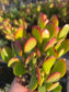 Crassula Ovata Jade (4"pot)