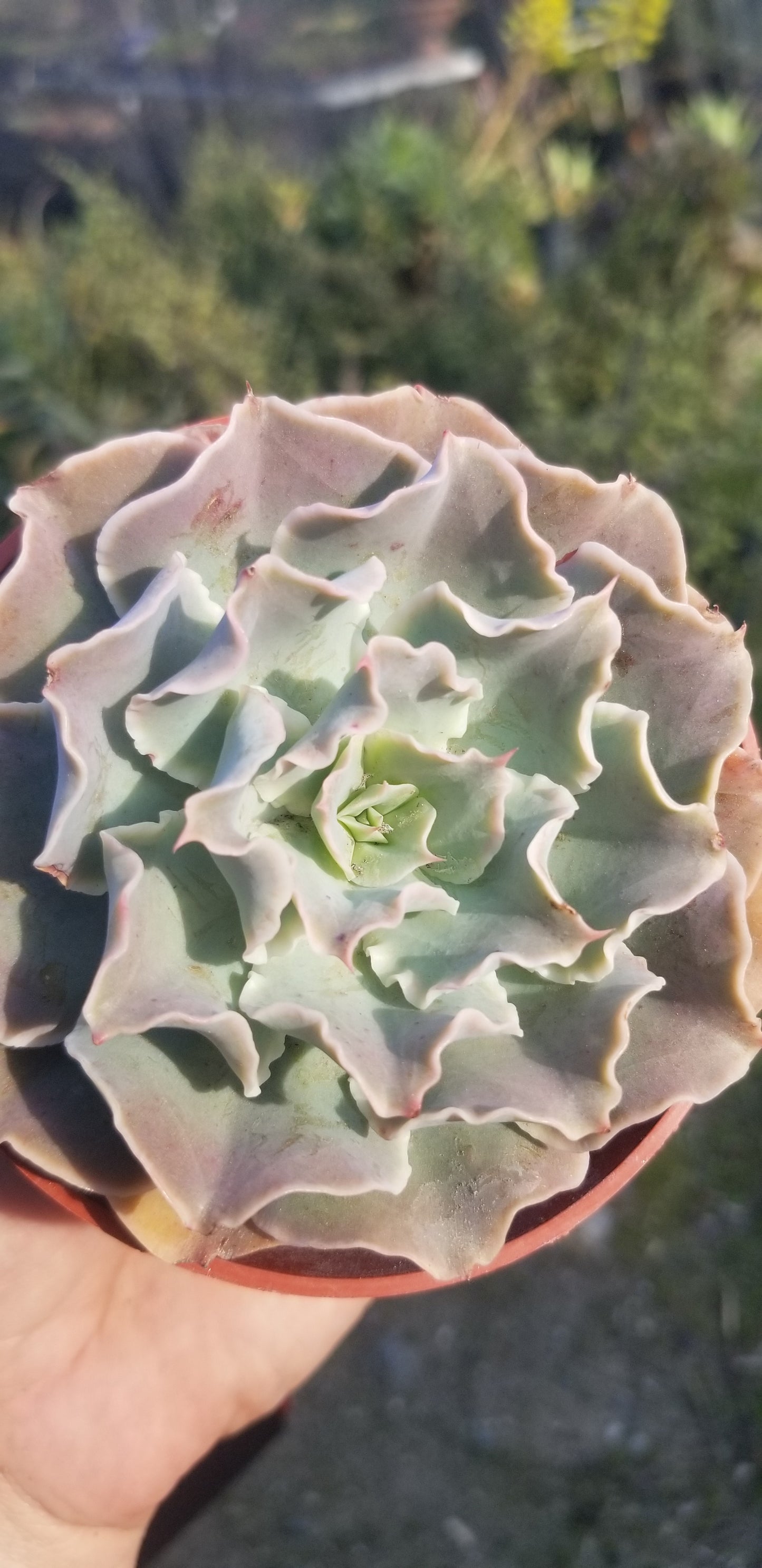 Echeveria Blue Waves, Succulent Plant (4" pot)