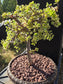 Portulacaria Afra Variegated Tree " Variegated Elephant Bush Tree" Bonsai Tree