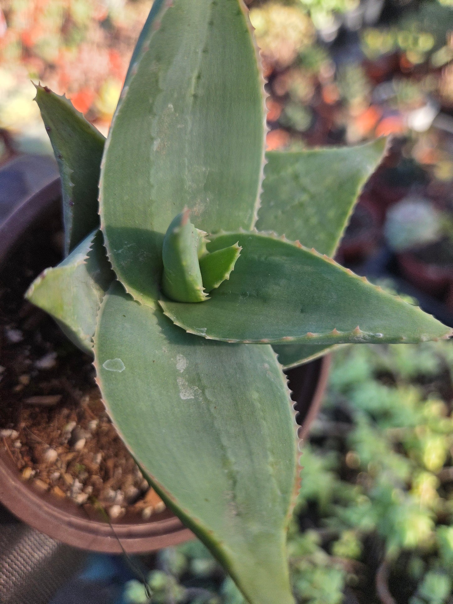 Aloe Striata Hybrid (4" pot)
