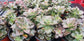 Echeveria Croma (4" pot) Succulent plant