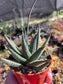 Gasteria Okabanga (4" Pot) Succulent Plant