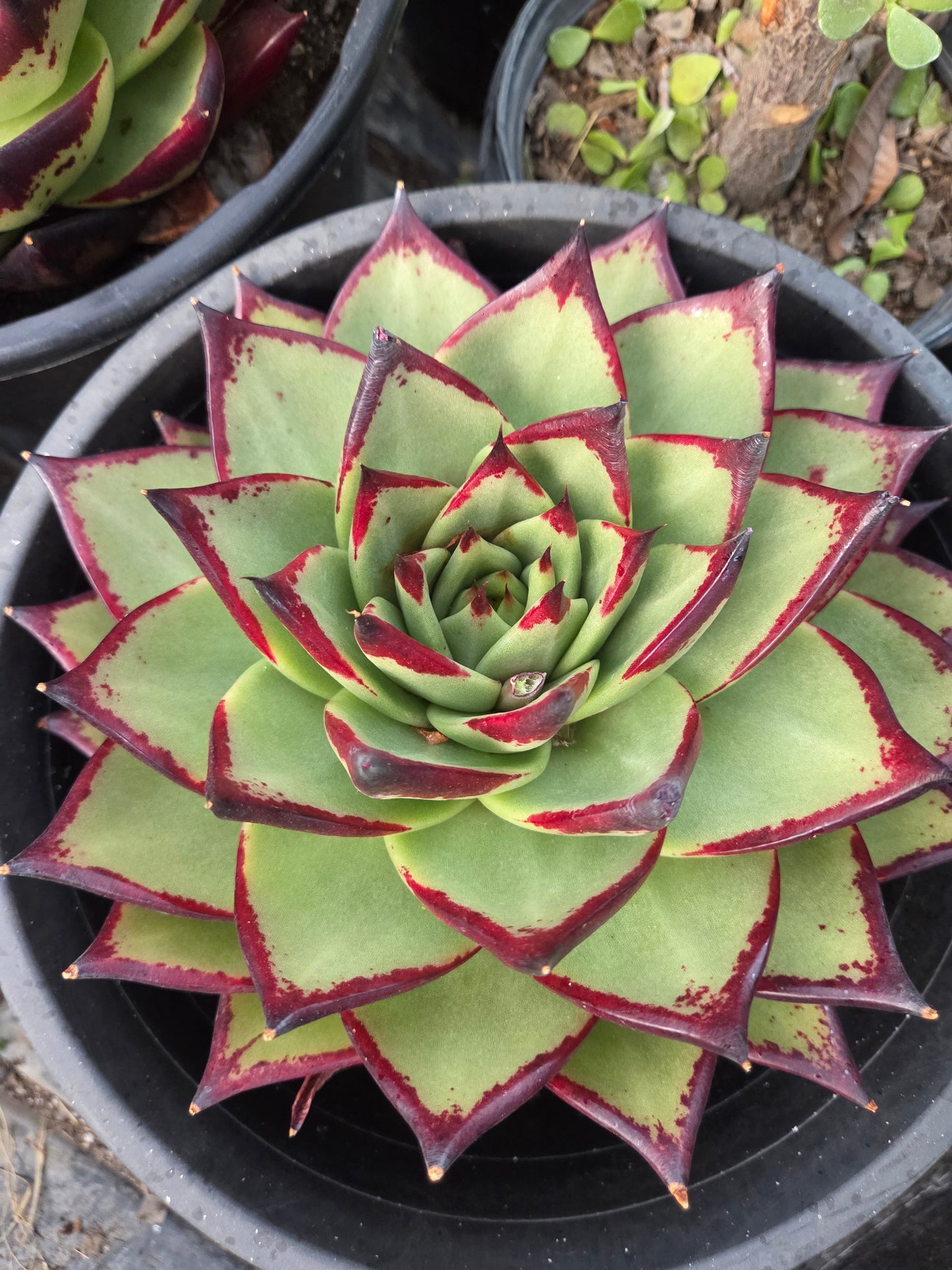 Echeveria Agavoide Ebony (3 gal. Pot)