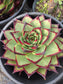 Echeveria Agavoide Ebony (3 gal. Pot)