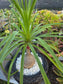 Ponytail Palm, Beaucarnea Recurvata "Elephant Foot Palm"