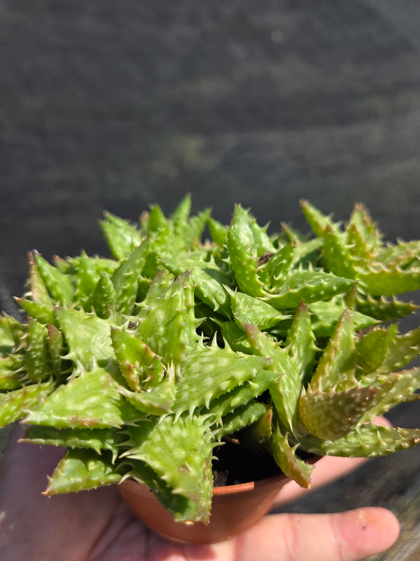 Aloe Juvenna, Tiger Tooth Aloe, Succulent Plant (4" Pot)