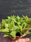 Aloe Juvenna, Tiger Tooth Aloe, Succulent Plant (4" Pot)