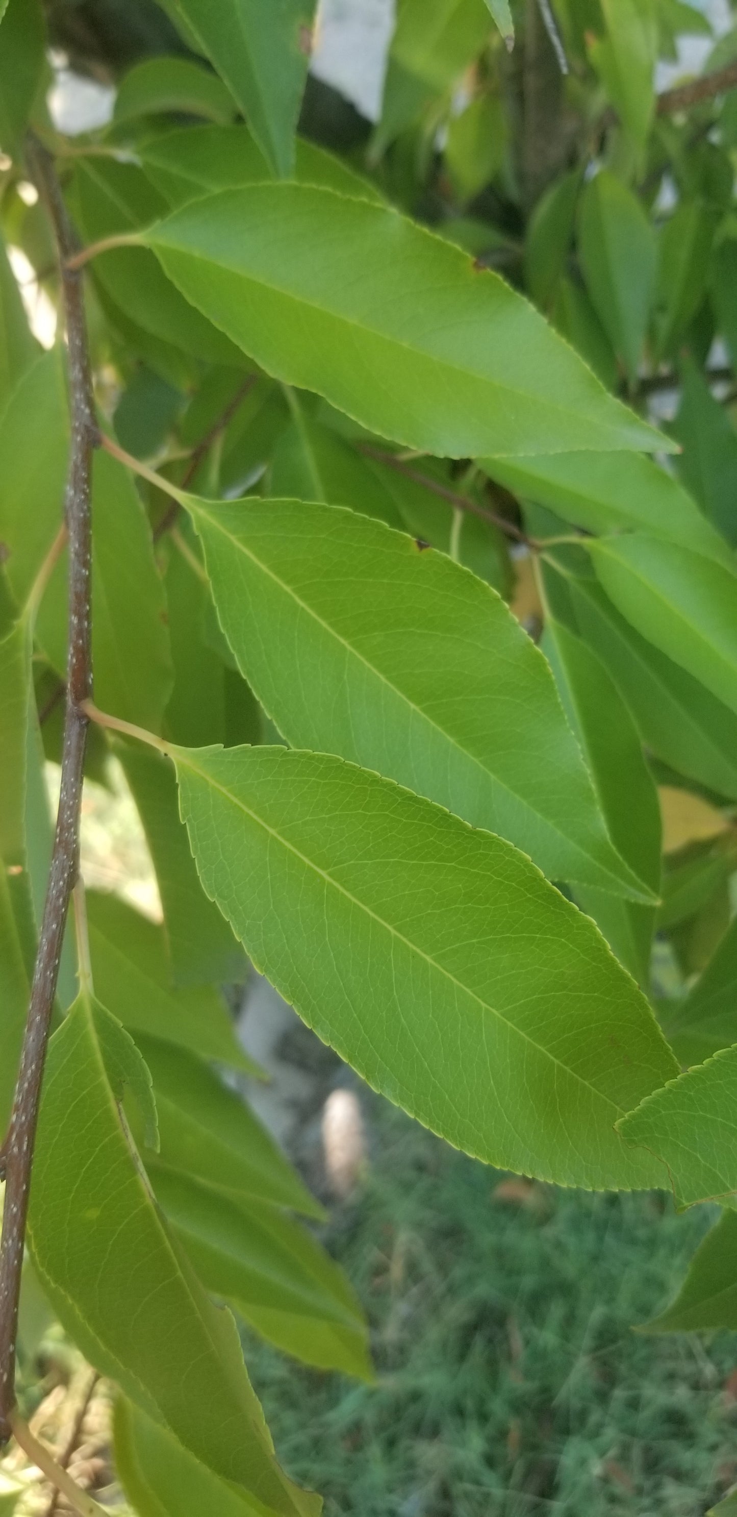 Guava Leaves (qty:100)              100 Hojas de Guayaba