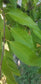 Guava Leaves (qty:100)              100 Hojas de Guayaba