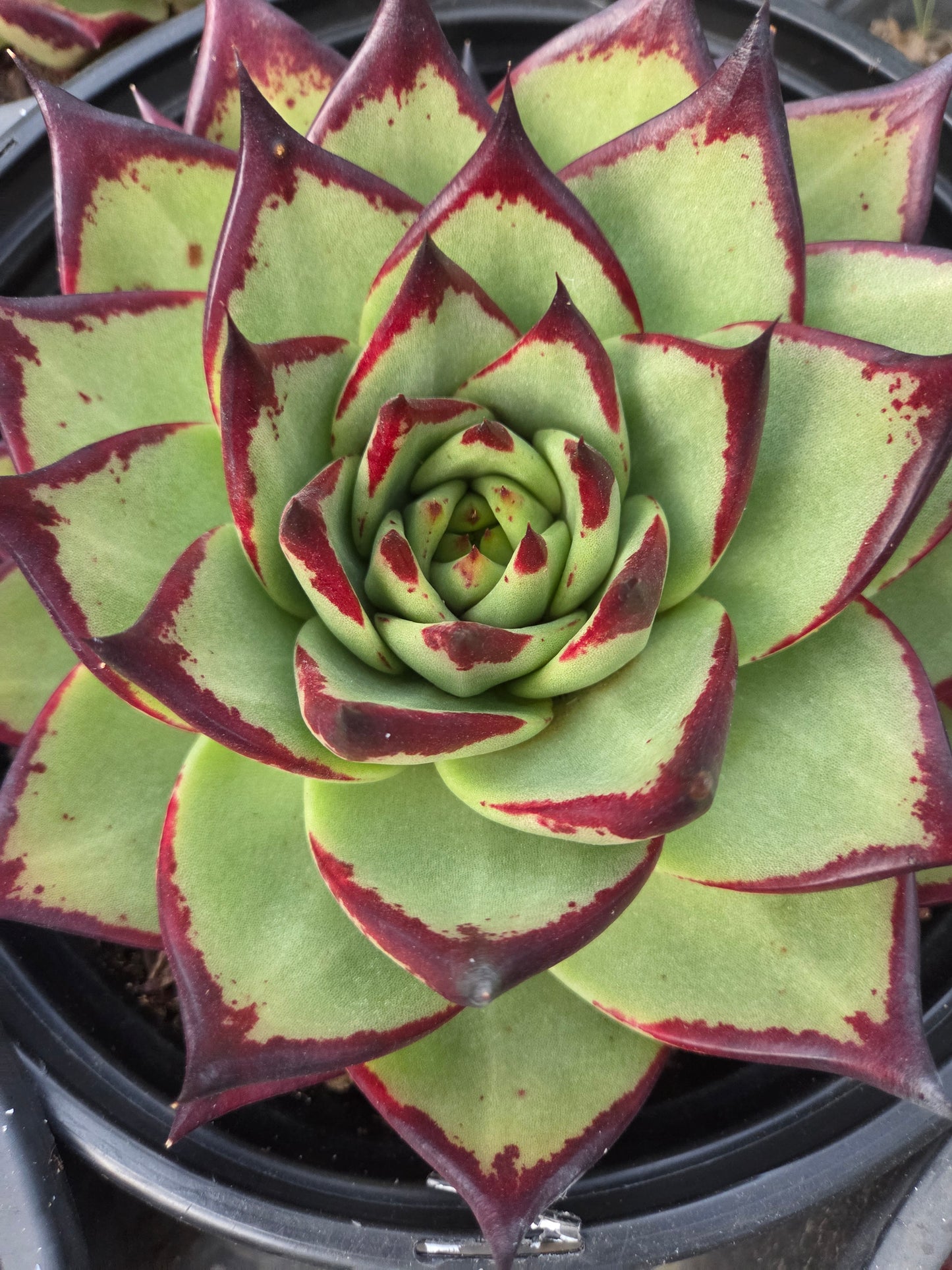 Echeveria Agavoide Ebony (3 gal. Pot)