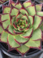 Echeveria Agavoide Ebony (3 gal. Pot)