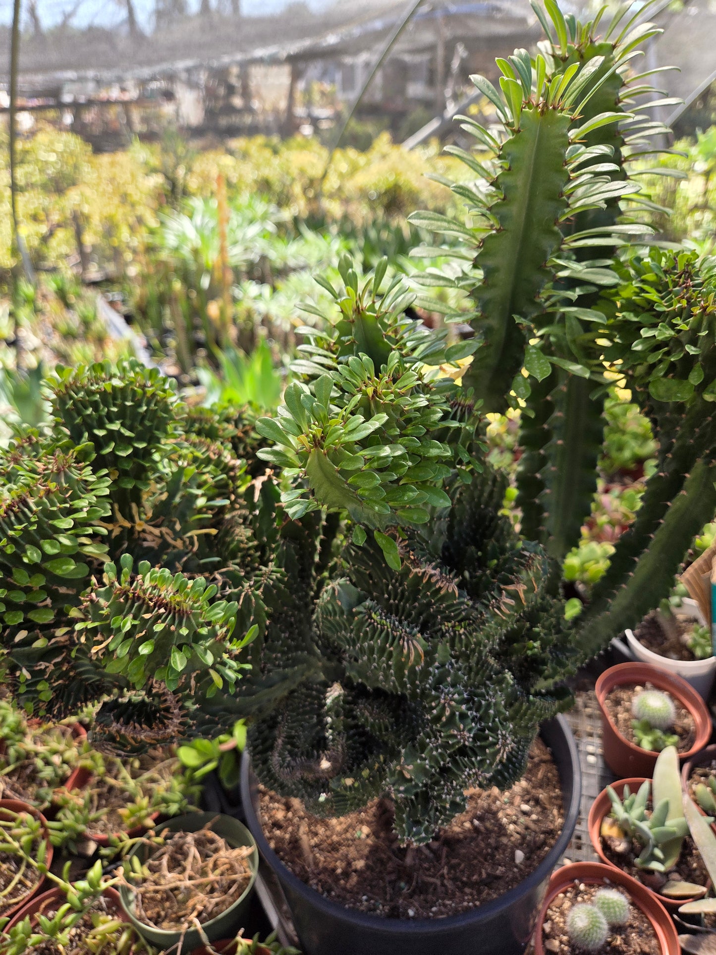 Euphorbia Royleana Crested (3 Gal. Pot)