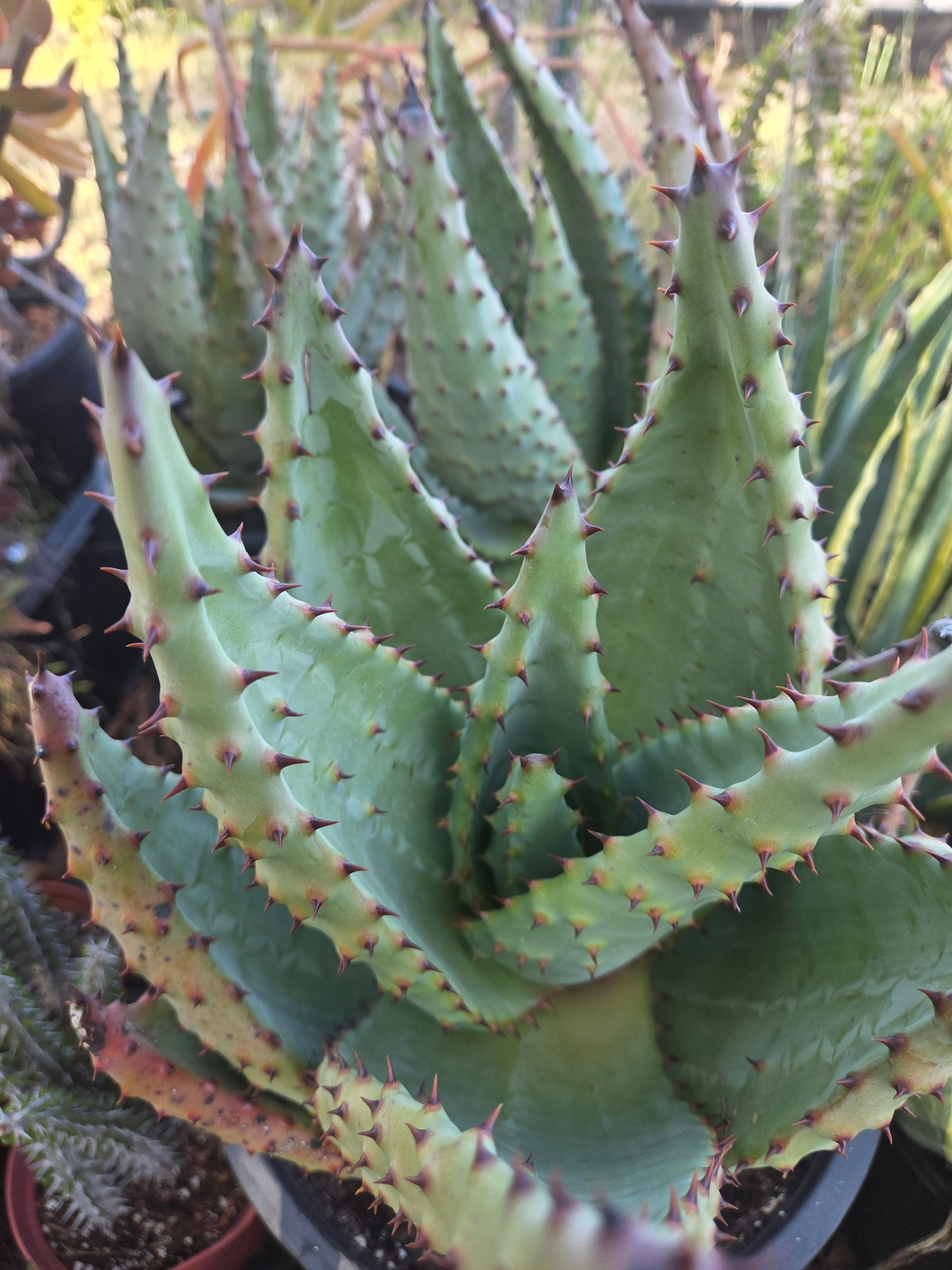 Aloe Marlothii (5 gal. Pot)