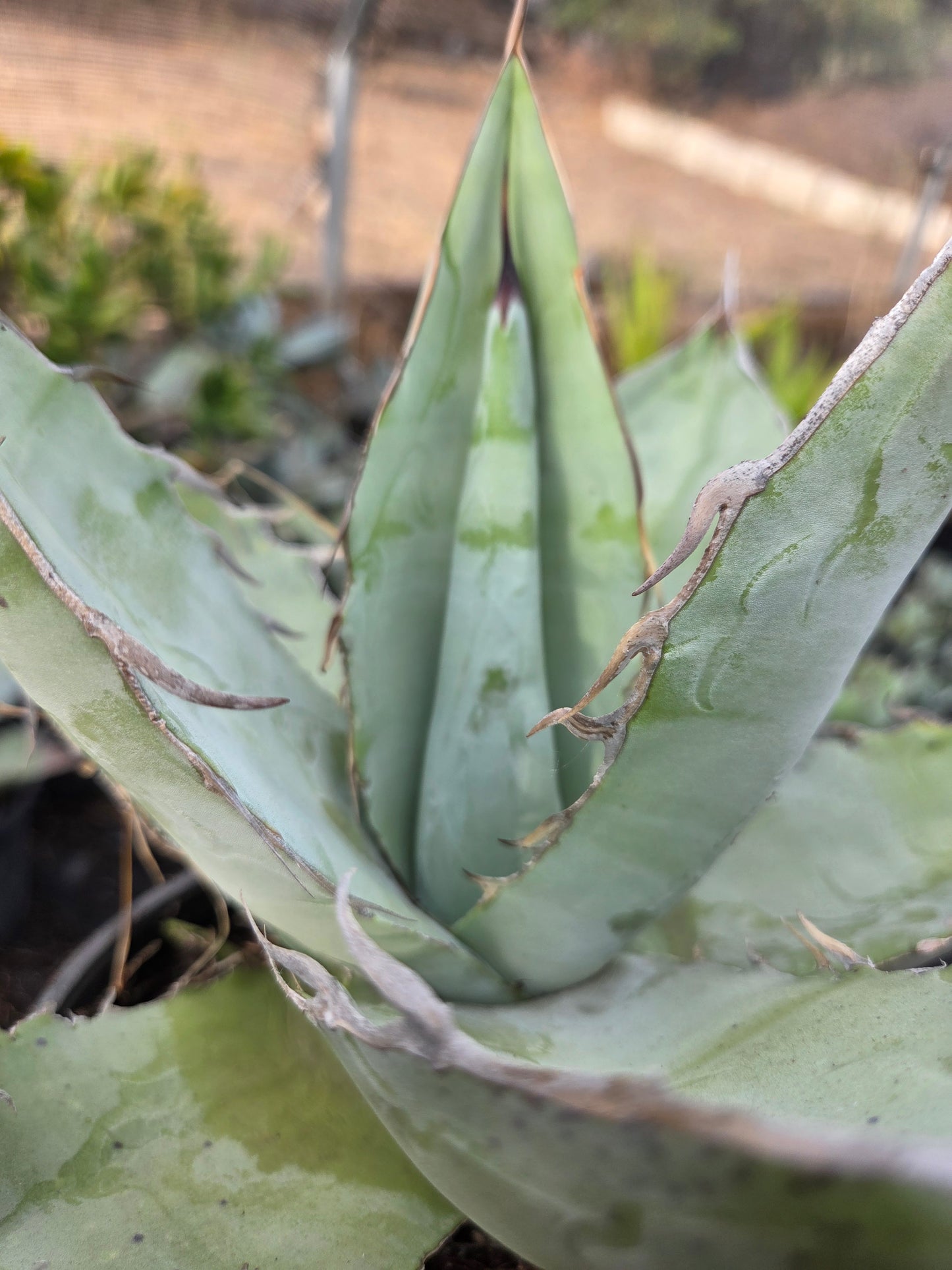 Agave Titanota "White Ice"