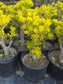 Crassula Ovata Gollum Tree