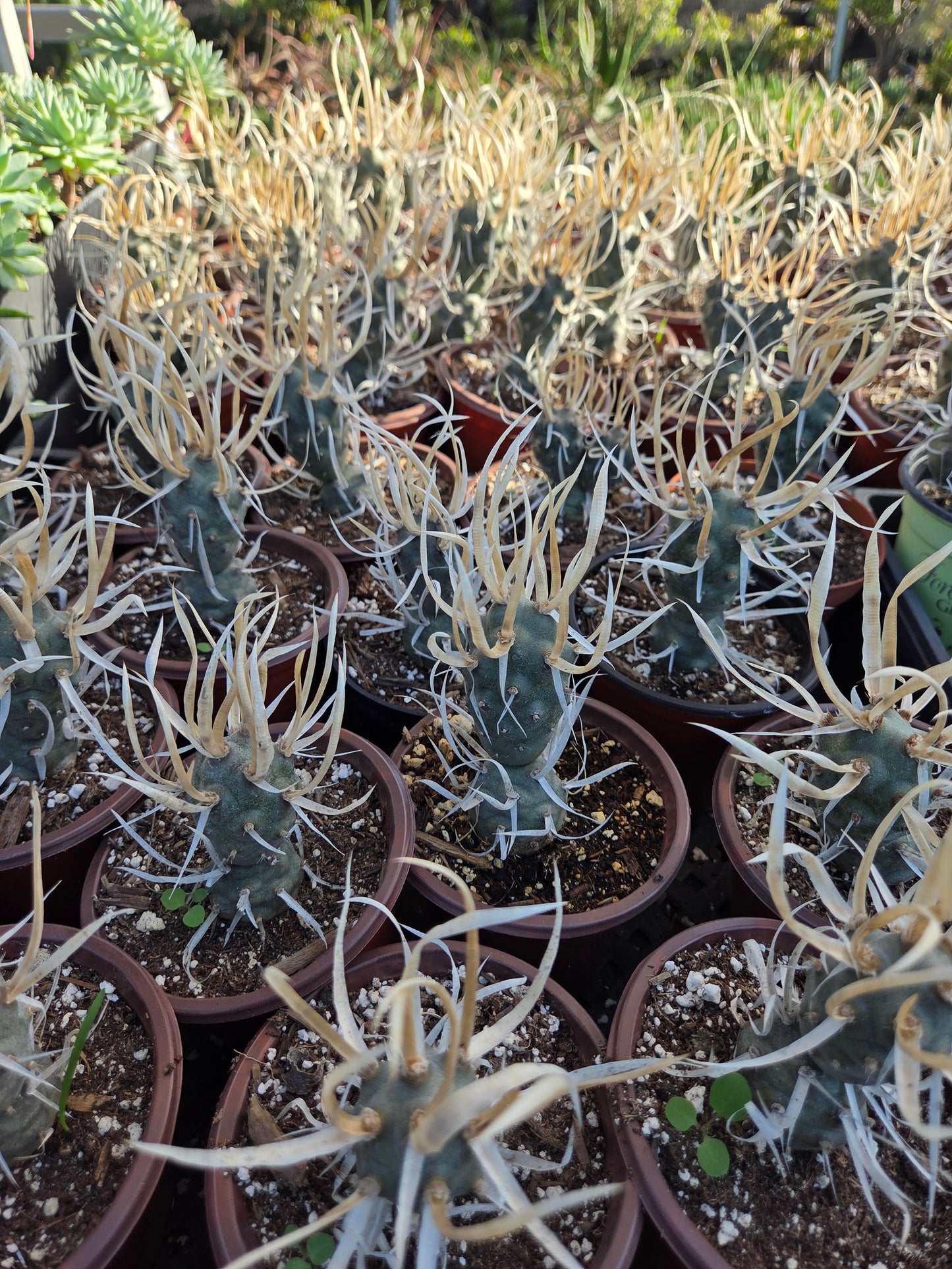 Paper Spine Cactus "Tephrocactus Articulatus" (4" pot)
