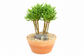 Crassula Tetragona Tree