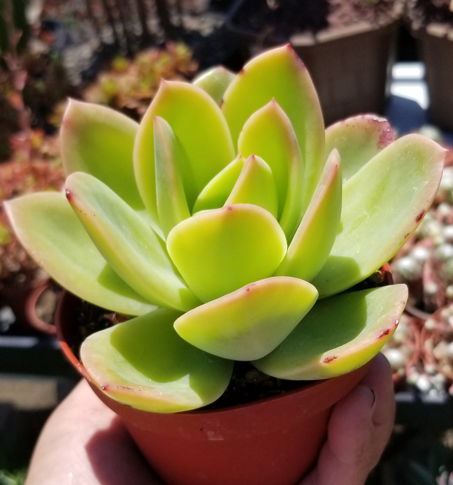 Echeveria Padilla, (4" pot) succulent plant