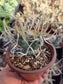 Paper Spine Cactus "Tephrocactus Articulatus" (4" pot)