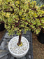 Portulacaria Afra Variegated Tree " Variegated Elephant Bush Tree" Bonsai Tree