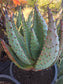 Aloe Marlothii (5 gal. Pot)