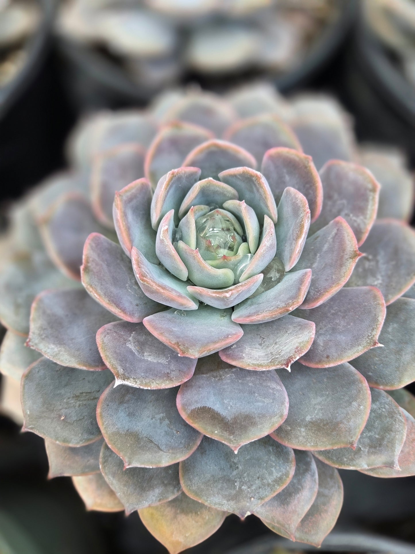 Echeveria Orion (1 gal. Pot) Succulent plant