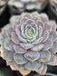 Echeveria Orion (1 gal. Pot) Succulent plant