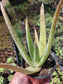Aloe Vera plant (4" pot) Succulent plant