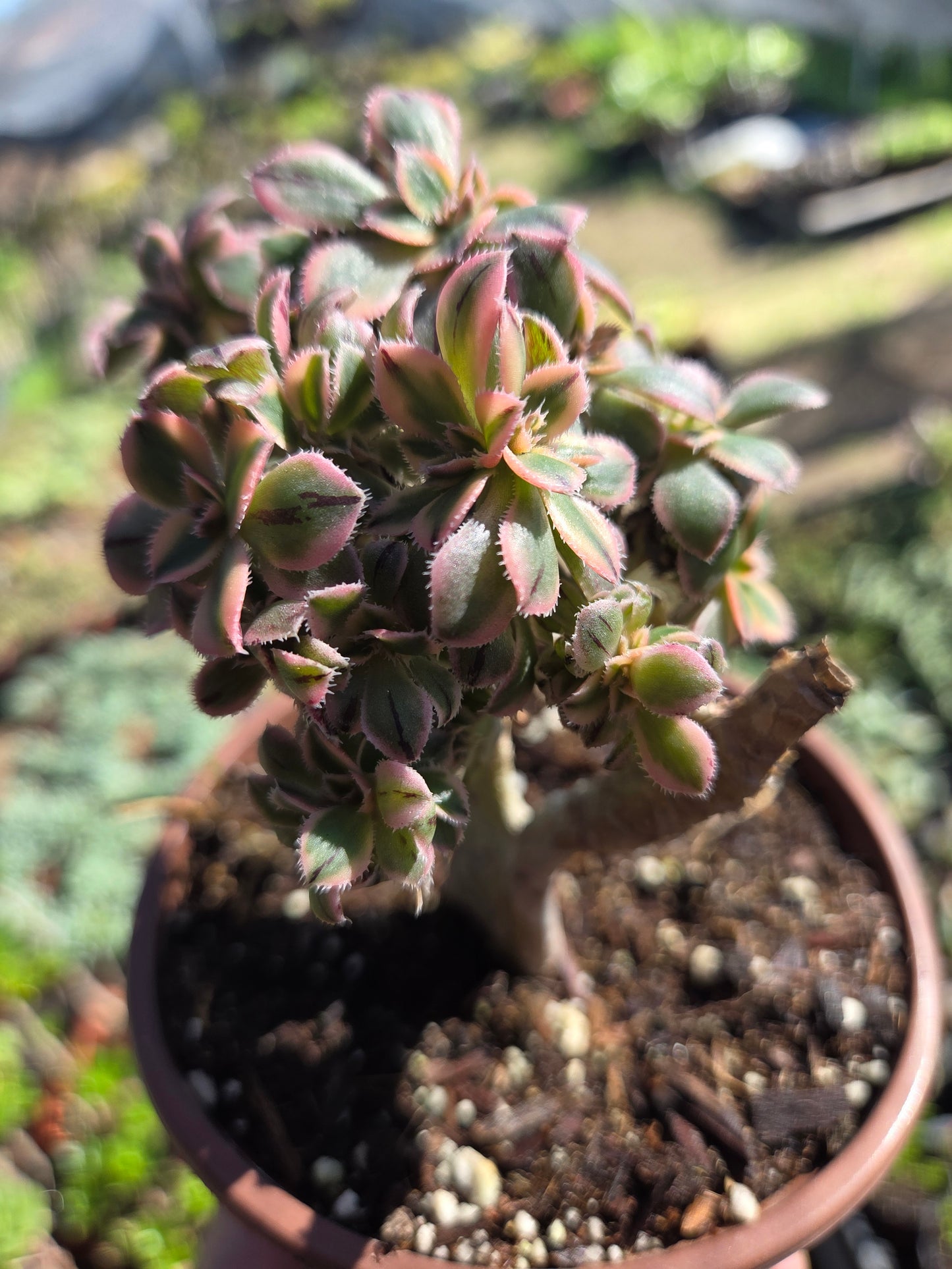 Aeonium Sunburst Crested (4" pot) Succulent Plant