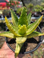Aloe Nobilis Variegated (4" pot) succulent plant