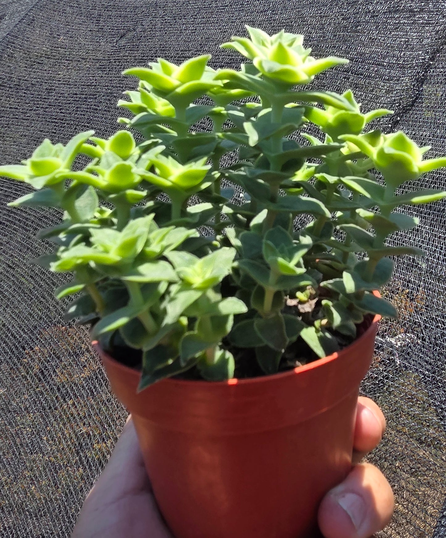Crassula Perfolata Variegated "Strings of Bottons Variegated (4" pot) Succulent Plant
