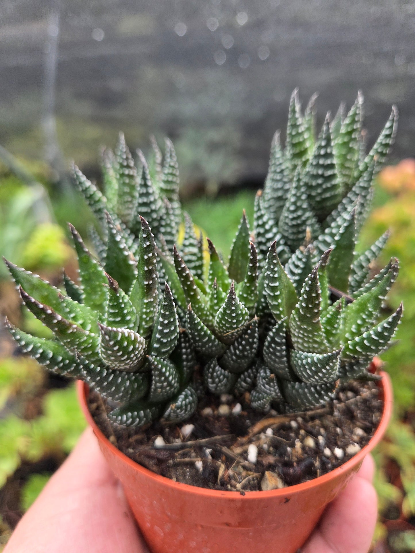 Haworthia Coarctata (4" pot)