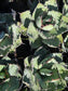 Agave Titanota "Black and Blue"