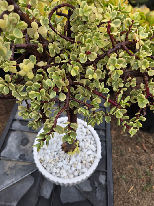 Portulacaria Afra Variegated Tree " Variegated Elephant Bush Tree" Bonsai Tree