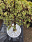 Portulacaria Afra Variegated Tree " Variegated Elephant Bush Tree" Bonsai Tree
