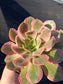Aeonium Pink Lady (4" pot)