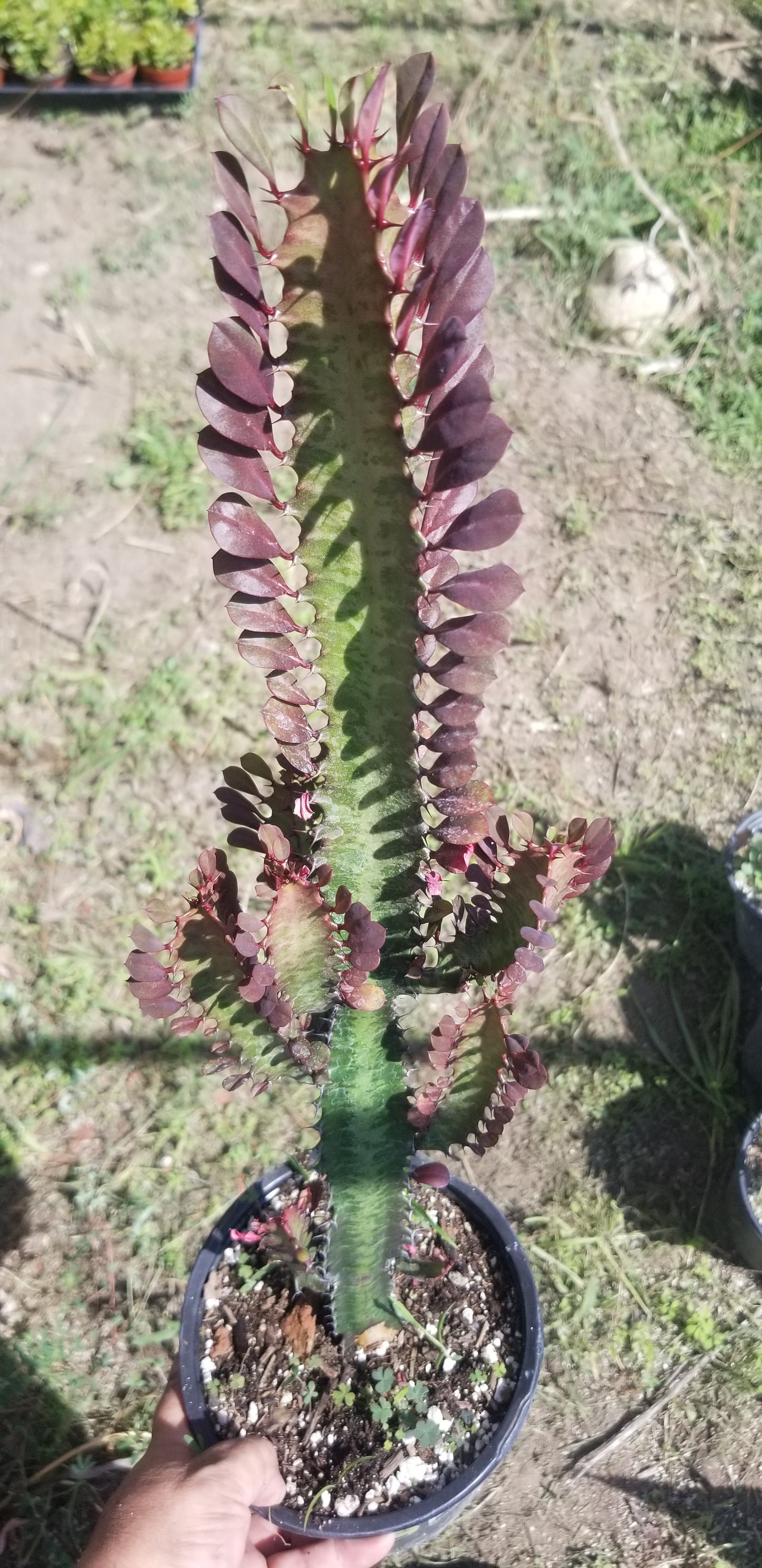 Euphorbia Trigona Rubra "Milk Tree" (1 Gal. Pot)