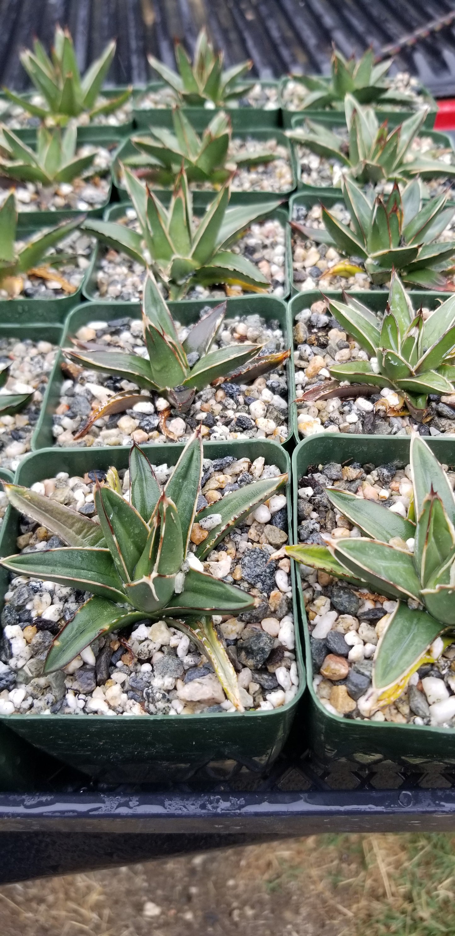 Baby Agave Victoria Reginae (4" pot)