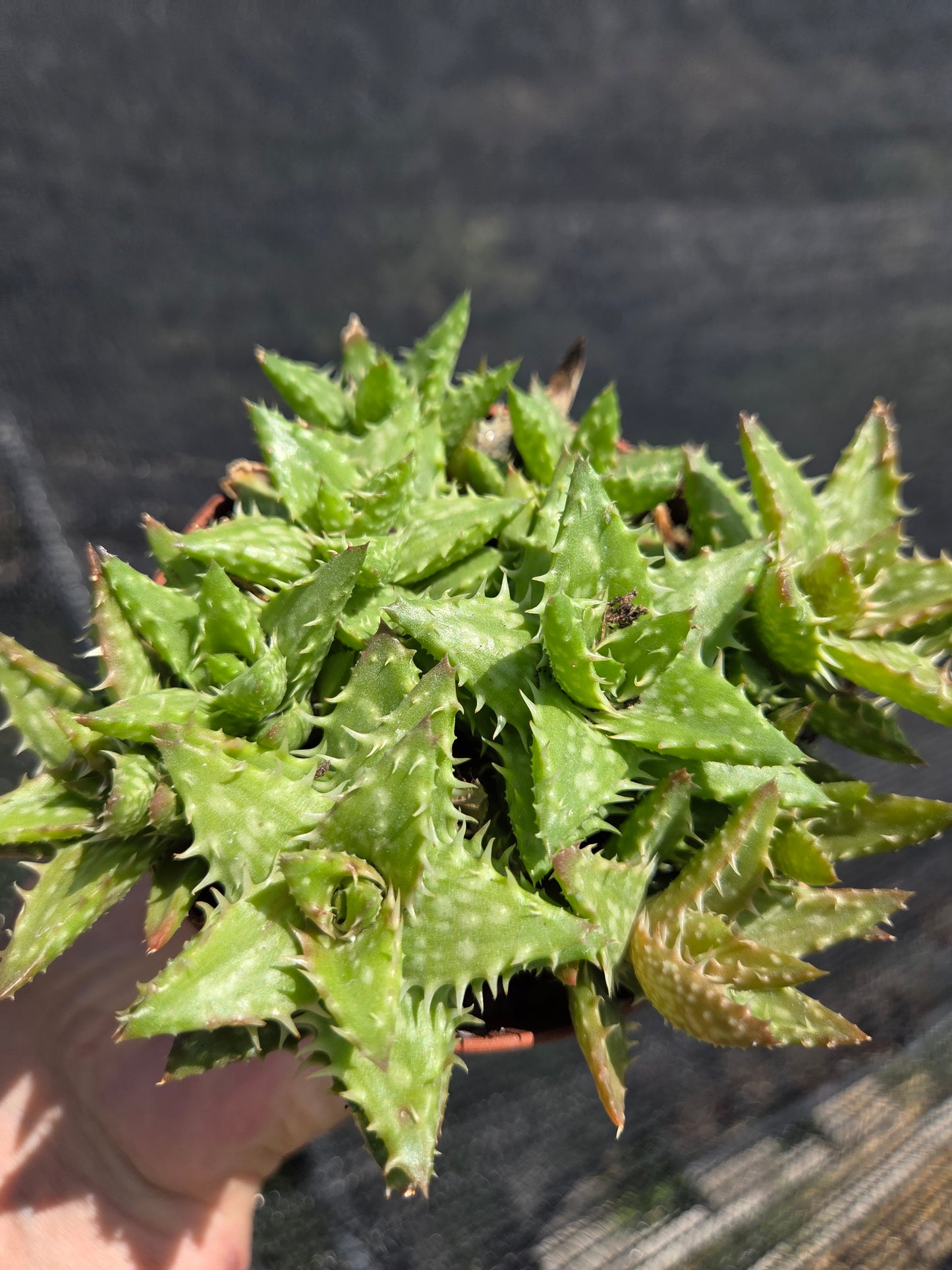 Aloe Juvenna, Tiger Tooth Aloe, Succulent Plant (4" Pot)