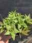 Aloe Juvenna, Tiger Tooth Aloe, Succulent Plant (4" Pot)