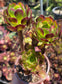 Aeonium Arboreum Atropurpureum (3 rossetas in each 4" pot)